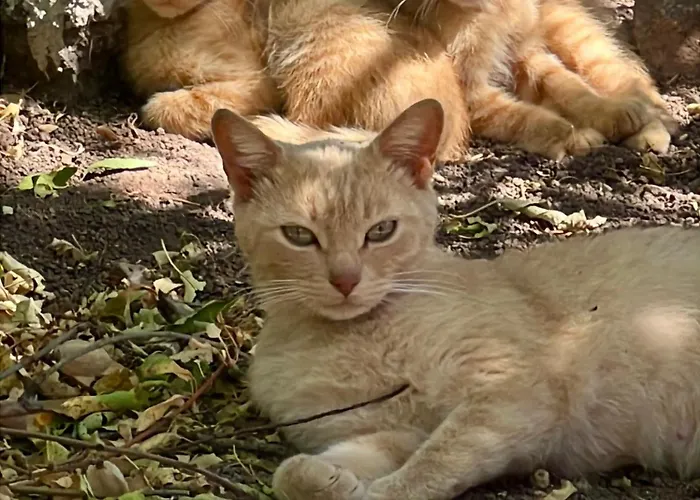 Hytte El Refugio De Vegas