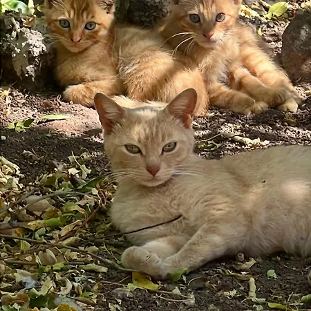 Деревянный коттедж El Refugio De Vegas